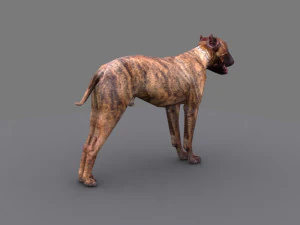 pitbull dog 3D Model