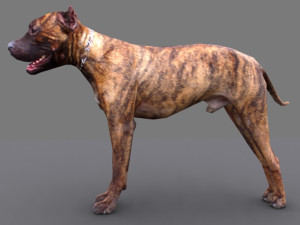 pitbull dog Model 3D