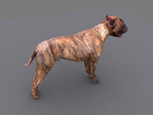 pitbull dog Model 3D