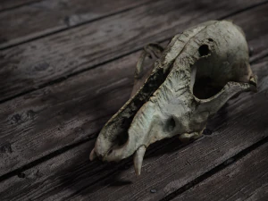 cr&acirc;nio mortal 02 Modelo 3D