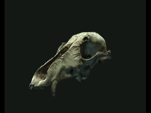 deadly skull 02 3D 模型