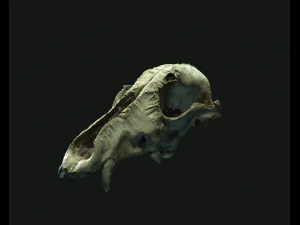 deadly skull 02 3D Model