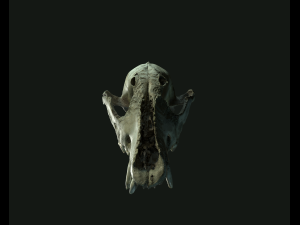 deadly skull 02 3D 模型