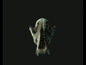 deadly skull 02 3D Model