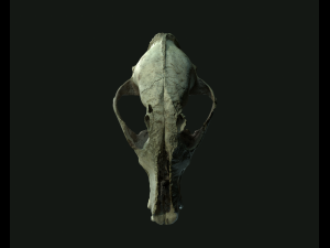 deadly skull 02 3D 模型