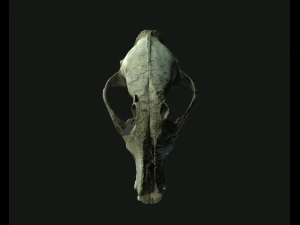 deadly skull 02 3D Model