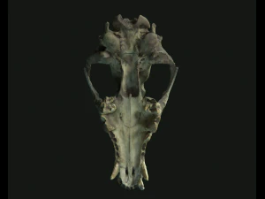 deadly skull 02 3D Model