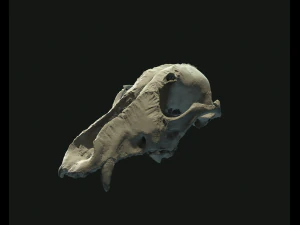 deadly skull 02 3D Model