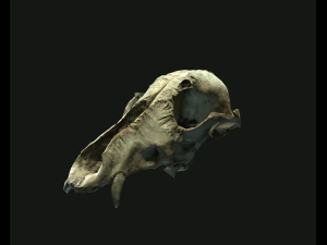 deadly skull 02 3D Model