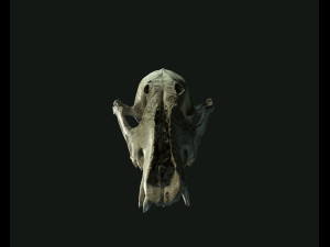 deadly skull 02 3D 模型