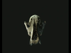deadly skull 02 3D Model