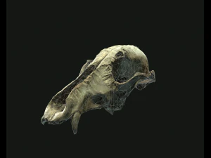 deadly skull 02 3D Model