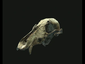 deadly skull 02 3D Model