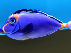 ikan Model 3D