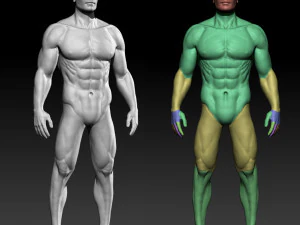 male basemesh 3D Model