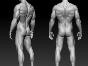 male basemesh 3D 모델