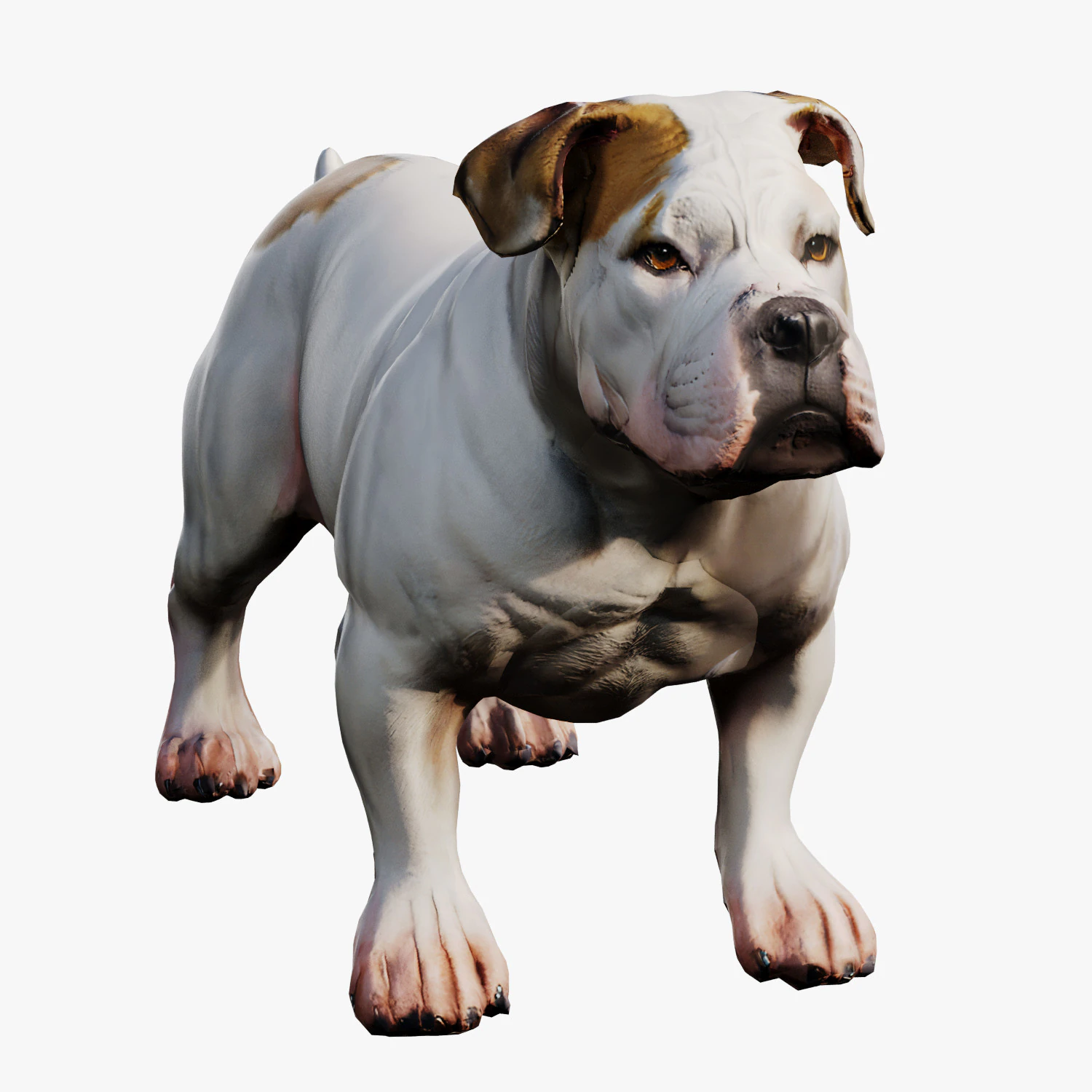 Bulldog 3D Model .c4d .max .obj .3ds .fbx .stl .blend 