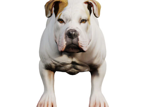 Bulldog 3D Model
