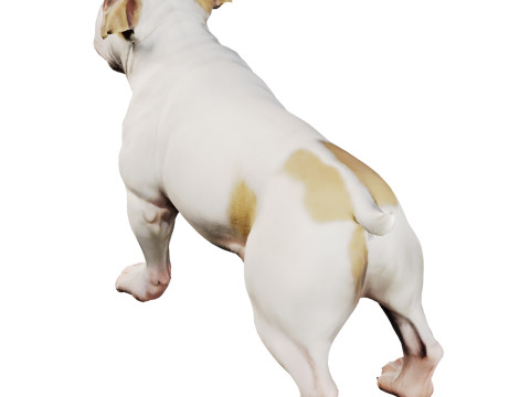 Bulldog 3Dモデル