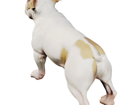 Bulldog 3D Model