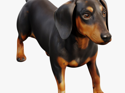 Dachshund 3Dモデル