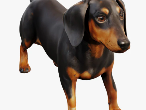 ダックスフント 3Dモデル