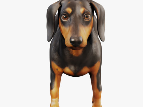 Dachshund 3D Modell