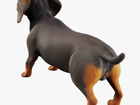 Dachshund 3D Modell