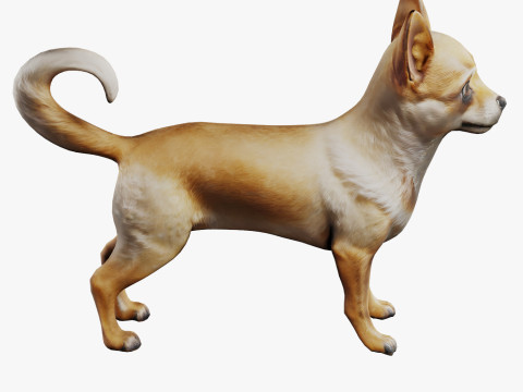 Chihuahua 3D मॉडल