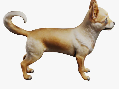 Chihuahua 3D Model