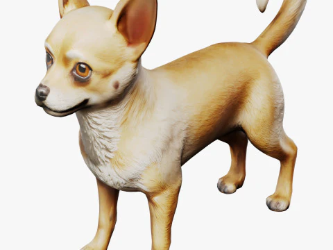 Chihuahua 3D Model