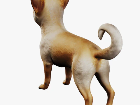 Chihuahua 3D Model