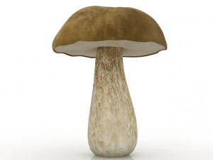 porcini 3D Model