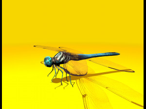 dragonfly rigged 3D Model