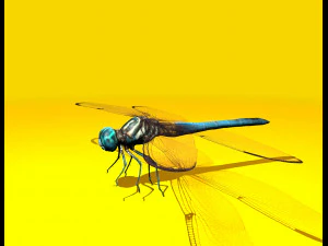 dragonfly rigged 3D Model
