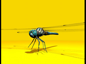 dragonfly rigged 3D Model