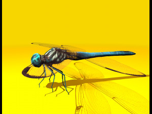 dragonfly rigged 3D Model
