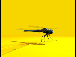 dragonfly rigged 3D Model