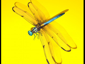 dragonfly rigged 3D Model