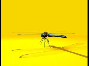dragonfly rigged 3D Model