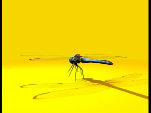 dragonfly rigged 3D Model