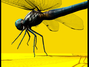 dragonfly rigged 3D Model