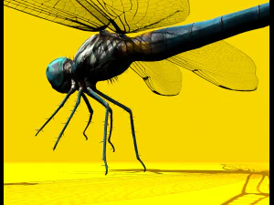 dragonfly rigged 3D Model