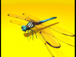 dragonfly rigged 3D Model