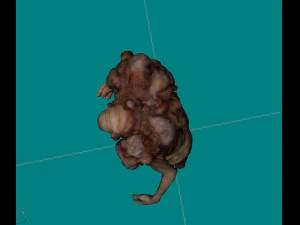 chimeragiant 3D Model