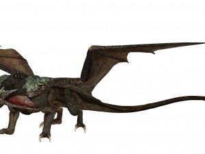 saskia dragon 3D Модель