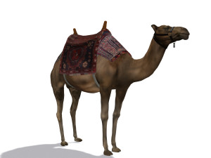 camel 3D Model