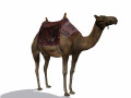 camel 3D Model