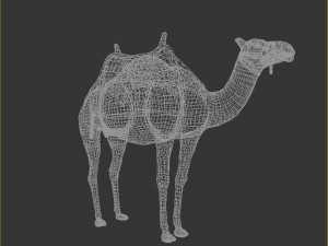 camel 3D Model
