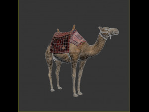camel 3D Model